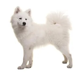 Samoyed
