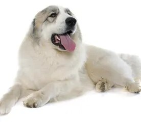 Pyrenean Mountain Dog