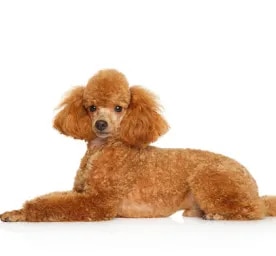 Miniature Poodle