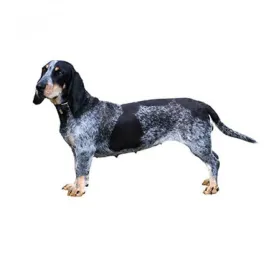 basset bleu de gascogne