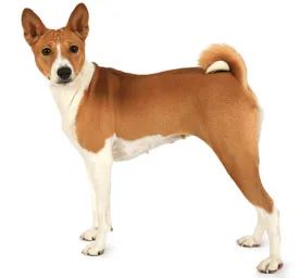 Basenji