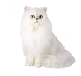 Chinchilla