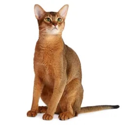 abyssinian