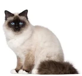 Birman