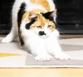 Finding the Right Scratching Post For Your Cat