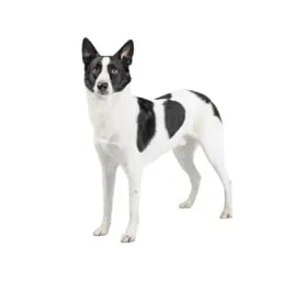 Canaan Dog