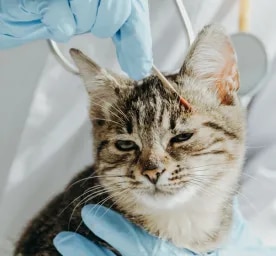 Ringworm in Cats