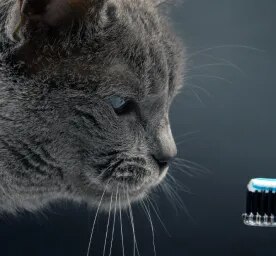 Cat Dental Care
