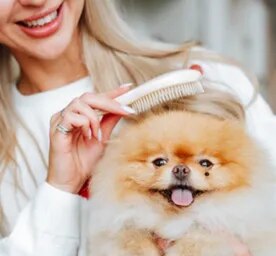 How to Groom a Dog