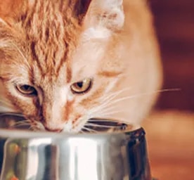 Why Is My Cat Always Hungry?
