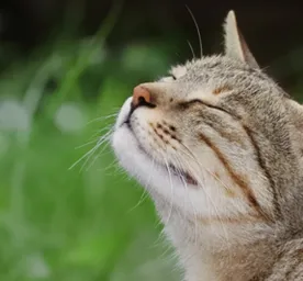 All About Outdoor Cats