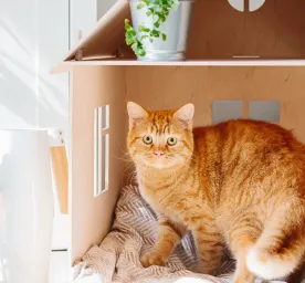 All About House Cats