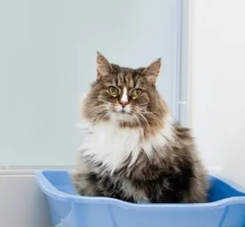 Cat Constipation: Symptoms, Causes And Treatment