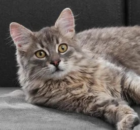 Hair Loss in Cats