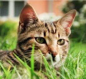 Diarrhoea in cats