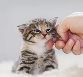Your Cat's Age in Human Years