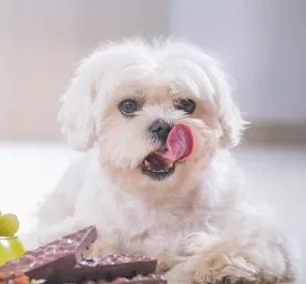 Harmful Substances and Foods for Dogs