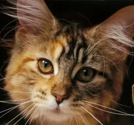 Famous Cats Throughout History