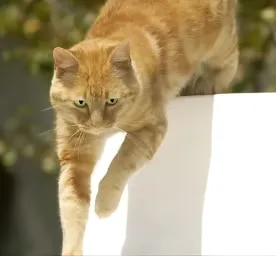 10 ways to encourage cat exercise
