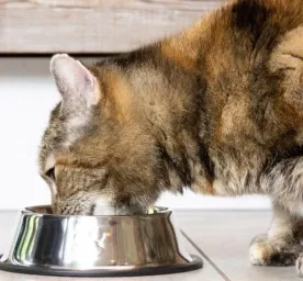 Fun Facts about Cats Every Feline Lover Should Know