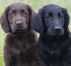Amazing Dog Facts