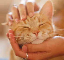 30 of the Funniest Cat Jokes and Puns