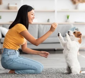 Cool Tricks to Teach Your Dog