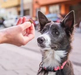 Healthy Dog Treats for Training