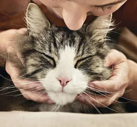 Cat Myths and Misconceptions