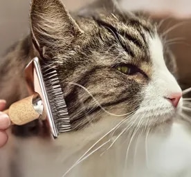 Simple Ways to Manage Cat Allergens at Home