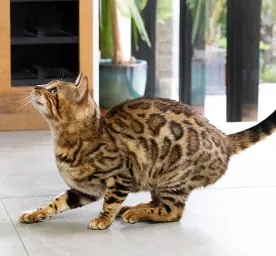 Aggressive Behaviour in Cats