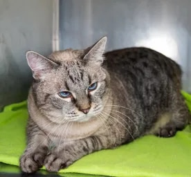 Arthritis in Cats