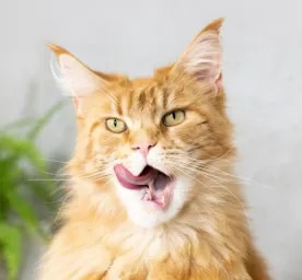 Bad Breath In Cats