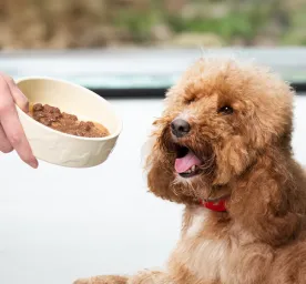 Best Dog Food for Your Pet