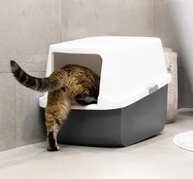 Blood in Cat Poo