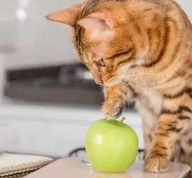 Can Cats Eat Apples?