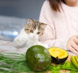 Can Cats Eat Avocado? 