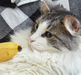 Can Cats Eat Bananas?