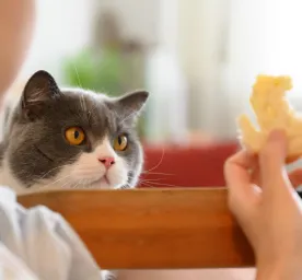 Can Cats Eat Bread?