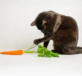 Can Cats Eat Carrots?