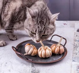 Can Cats Eat Garlic