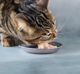 Can Cats Eat Raw Chicken