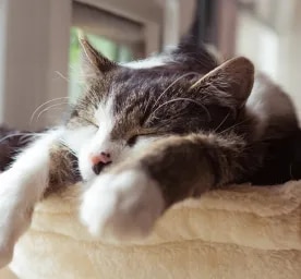 Can Cats Have Dreams and Nightmares