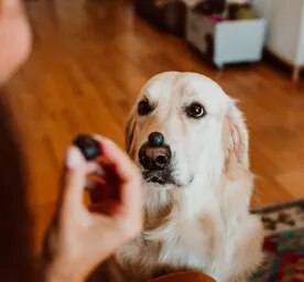 Can Dogs Eat Blueberries