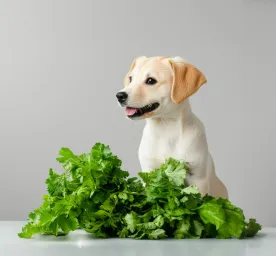 Can Dogs Eat Celery