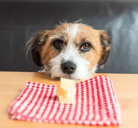 Can Dogs Eat Cheese?