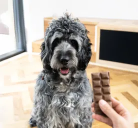 Can Dogs Eat Chocolate