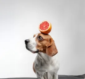 Can Dogs Eat Grapefruit