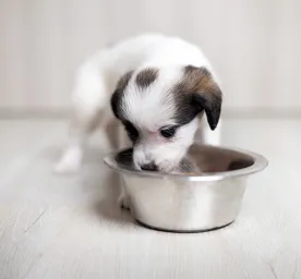 Can Dogs Eat Green Beans