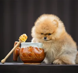 Can Dogs Eat Honey